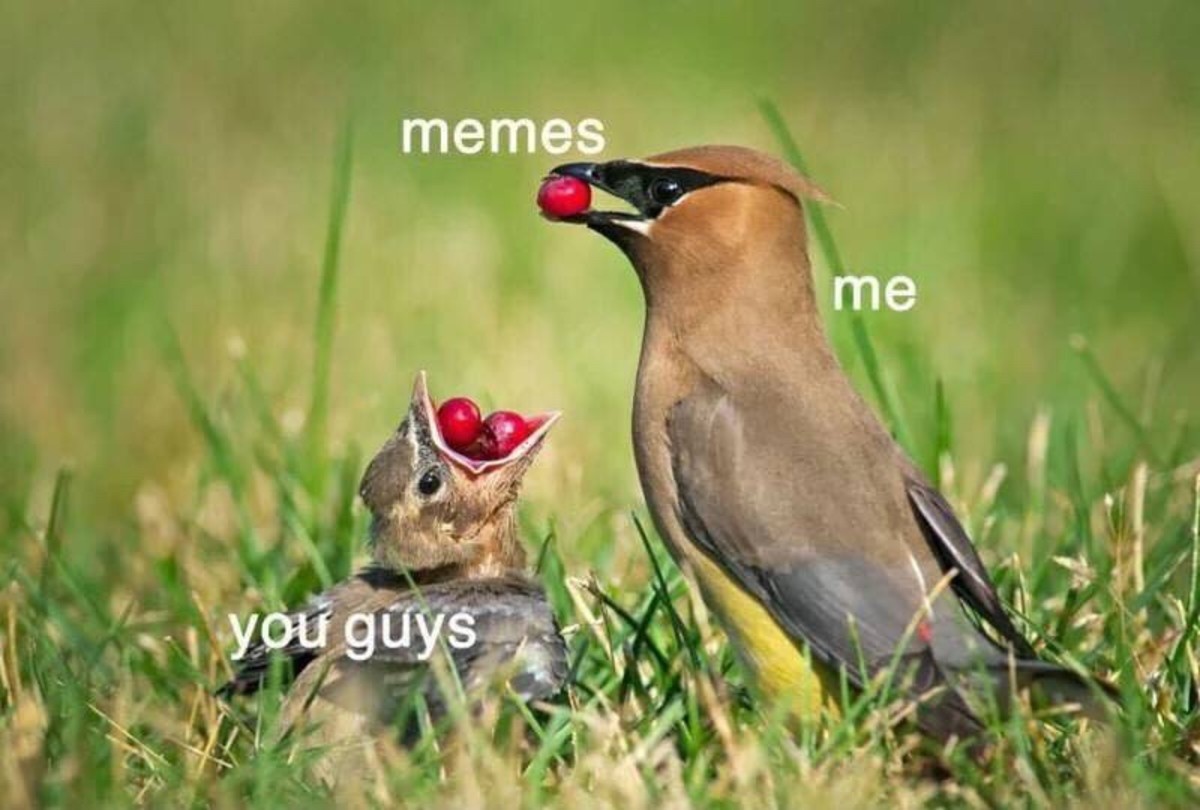 meme birds.jpg